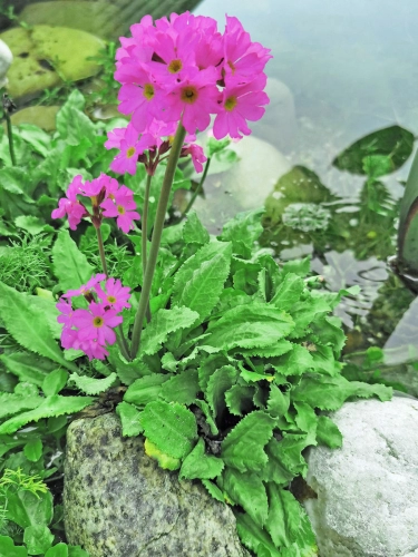 Rosenprimel - Primula rosea